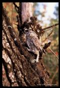 Athene noctua